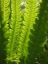 fern-green-leaves-leaf-summer-sun-590736.jpg