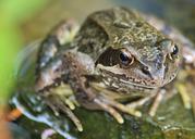 frog-amphibian-animal-frog-pond-409757.jpg