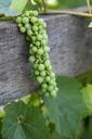 grapes-vine-wine-vineyard-leaf-535538.jpg