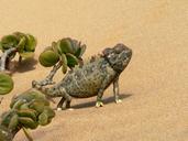 chameleon-reptile-animal-desert-285318.jpg