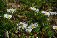 daisy-flower-blossom-bloom-white-324072.jpg