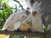 parrots-family-mum-wildlife-wild-1208740.jpg