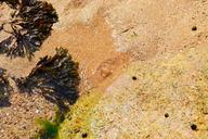 seaweed-sea-sea-shore-sand-333899.jpg