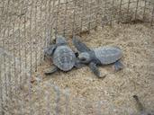 turtles-care-turtle-90437.jpg