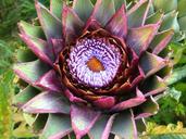 artichoke-flower-blooming-plant-1341943.jpg