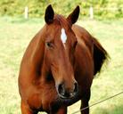 horse-saddle-horse-mane-equestrian-490282.jpg