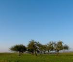 orchard-blue-sky-tree-grass-1023946.jpg