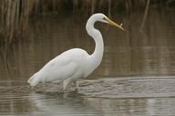 great-egret-bird-wildlife-nature-861971.jpg