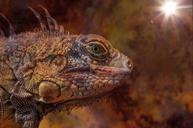 iguana-dragon-animal-lizard-594515.jpg