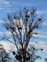 tree-poplar-white-poplar-silhouette-80251.jpg