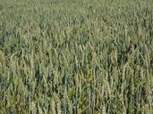 wheat-field-wheat-cereals-ear-592479.jpg