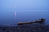 trunk-shore-beach-driftwood-918412.jpg