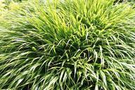 grass-green-plans-nature-620396.jpg