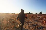 man-pumpkin-patch-selecting-dusk-487968.jpg