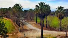 california-palm-trees-landscape-621819.jpg