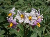 flower-huerta-orchard-field-649581.jpg