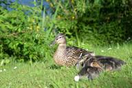 ducks-chicken-water-plumage-600843.jpg