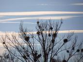 tree-poplar-white-poplar-silhouette-80236.jpg