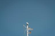 mast-bird-blue-sky-691724.jpg