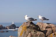 seagulls-rocks-birds-586452.jpg