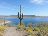 cactus-mountains-arizona-landscape-495883.jpg