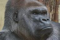 animals-primate-gorilla-1081306.jpg