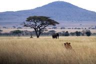 lion-elephant-africa-stalk-safari-1013527.jpg