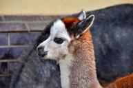 alpaca-vicugna-pacos-pako-zoo-272115.jpg