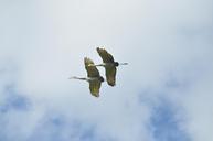 birds-flight-wing-nature-648275.jpg