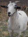 goat-animal-farming-mammal-425790.jpg