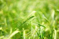 barley-young-crop-green-1464772.jpg