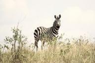 zebra-safari-wildlife-serengeti-171209.jpg