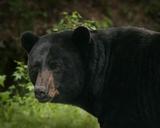 Big black bear detailed ursus americanus.jpg