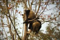 panda-chengdu-warm-sleep-tree-622210.jpg