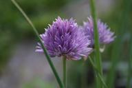 garlic-plant-nature-herb-641448.jpg