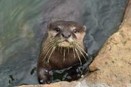 otter-animal-water-wildlife-river-1544349.jpg