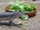 reptile-lizard-animal-terrarium-68849.jpg