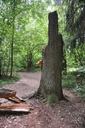 trunk-tree-broken-fallen-forest-18623.jpg