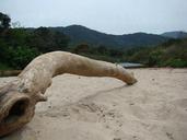 trunk-nature-beach-flying-195272.jpg