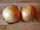 onion-vegetables-garden-plant-179475.jpg