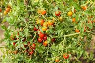 tomatoes-food-vegetables-plant-355941.jpg