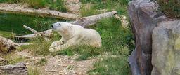 polar-bear-bear-zoo-relax-water-854039.jpg