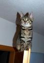 kitten-climb-door-fear-647505.jpg