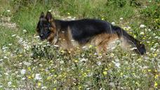 animals-dogs-german-shepherd-429130.jpg