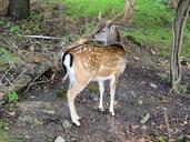 deer-antlers-spotted-stag-standing-348425.jpg