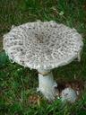 mushroom-fungi-fungus-nature-raw-927697.jpg