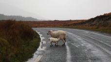 sheep-baby-mom-ireland-travel-574968.jpg