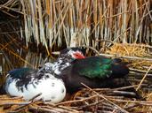 mallard-lake-bird-fauna-693099.jpg