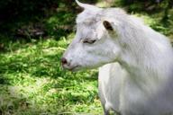 goat-livestock-pet-billy-goat-670740.jpg