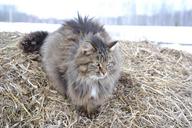 animals-cat-furry-grey-rustic-1266488.jpg